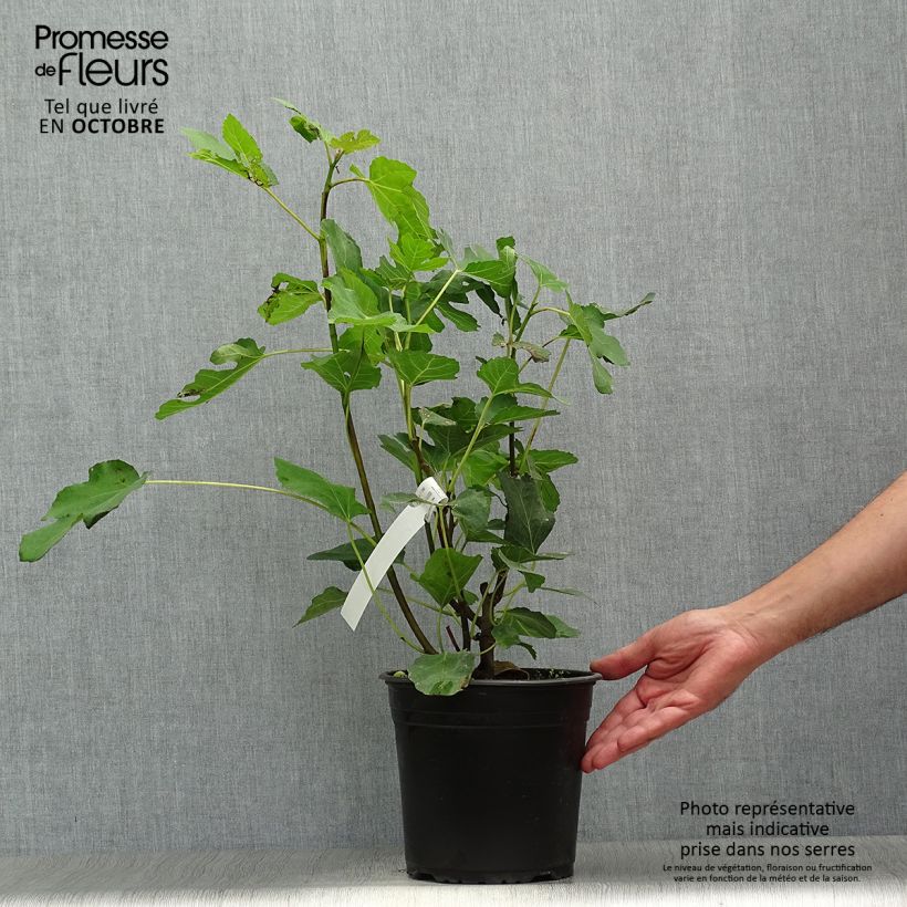 Ejemplar de Higuera Madeleine des Deux saisons - Ficus carica Maceta 4L/5L, Formación arbustiva entregado en otoño
