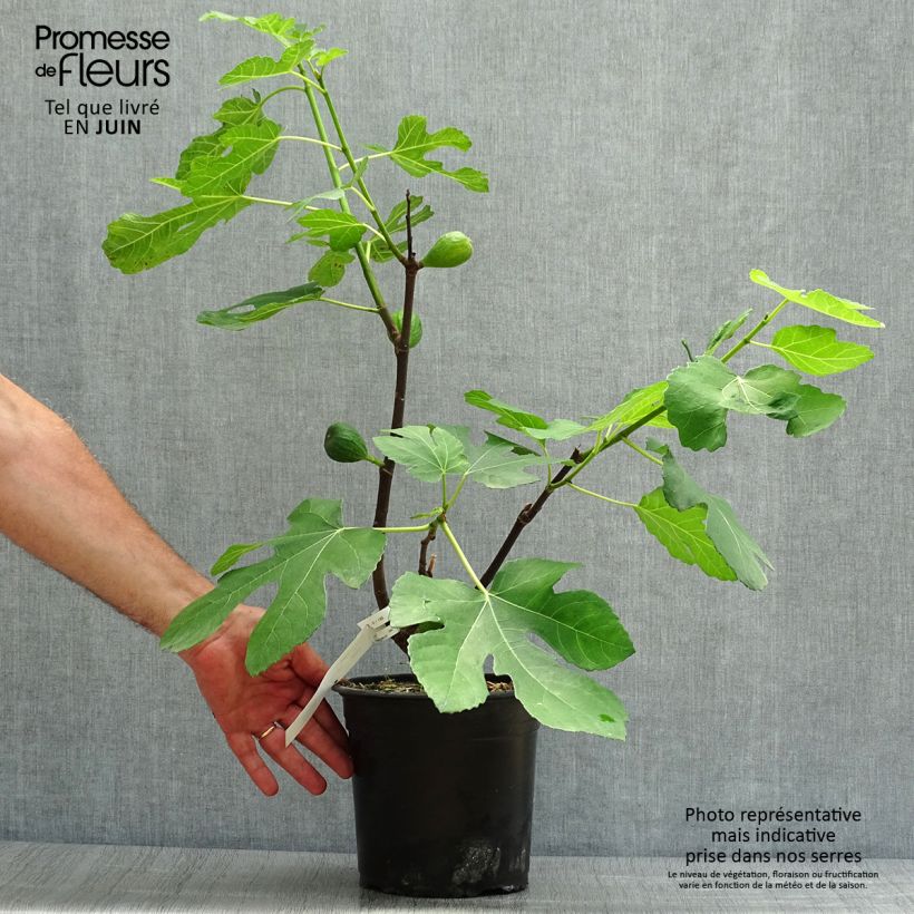 Ejemplar de Higuera Madeleine des Deux saisons - Ficus carica Maceta 4L/5L, Formación arbustivaAltura de entrega aprox. 40/50cm entregado en verano