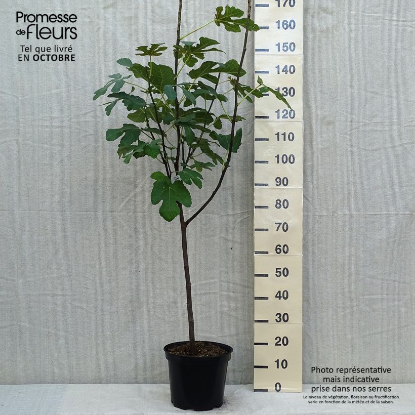 Ejemplar de Higuera Panachée Maceta 7,5L/10L, 1/4 tallo entregado en otoño