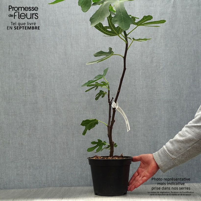 Ejemplar de Higuera Panachée Maceta 4L/5L, Formación arbustiva entregado en otoño