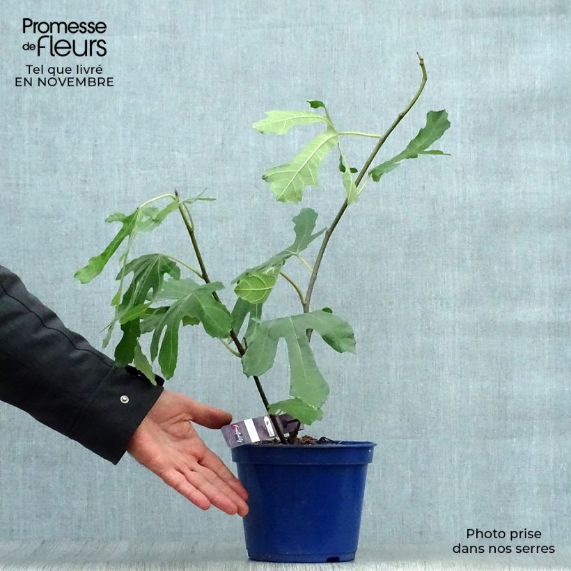 Ejemplar de Higuera Figality Maceta 2L/3L, Formación arbustiva entregado en otoño