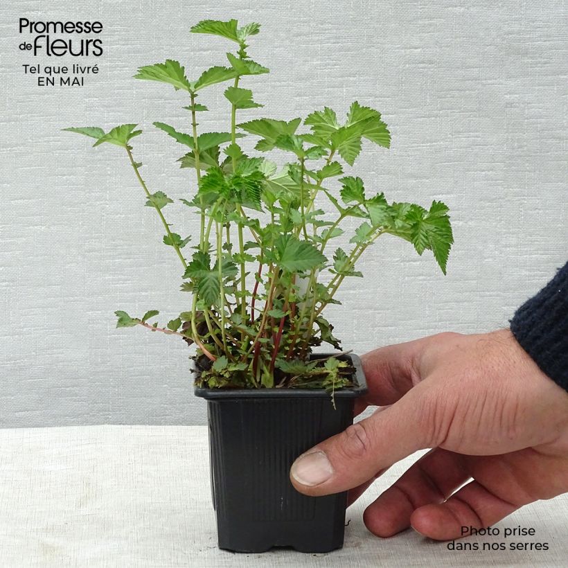 Filipendula Kahome, Reine des prés Godet de 8/9 cm Ejemplar entregado en la primavera