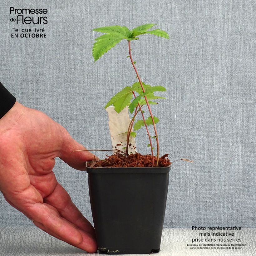 Ejemplar de Filipendula purpurea Alba Maceta de 8/9 cm entregado en otoño
