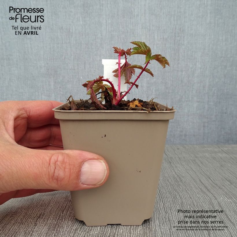 Filipendula purpurea Elegans, Reine des prés Godet de 8/9 cm Ejemplar entregado en la primavera