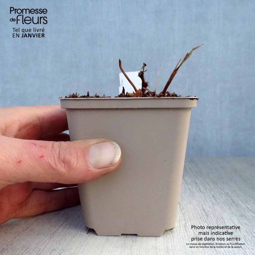 Filipendula purpurea Maceta de 8/9 cm Ejemplar entregado en invierno