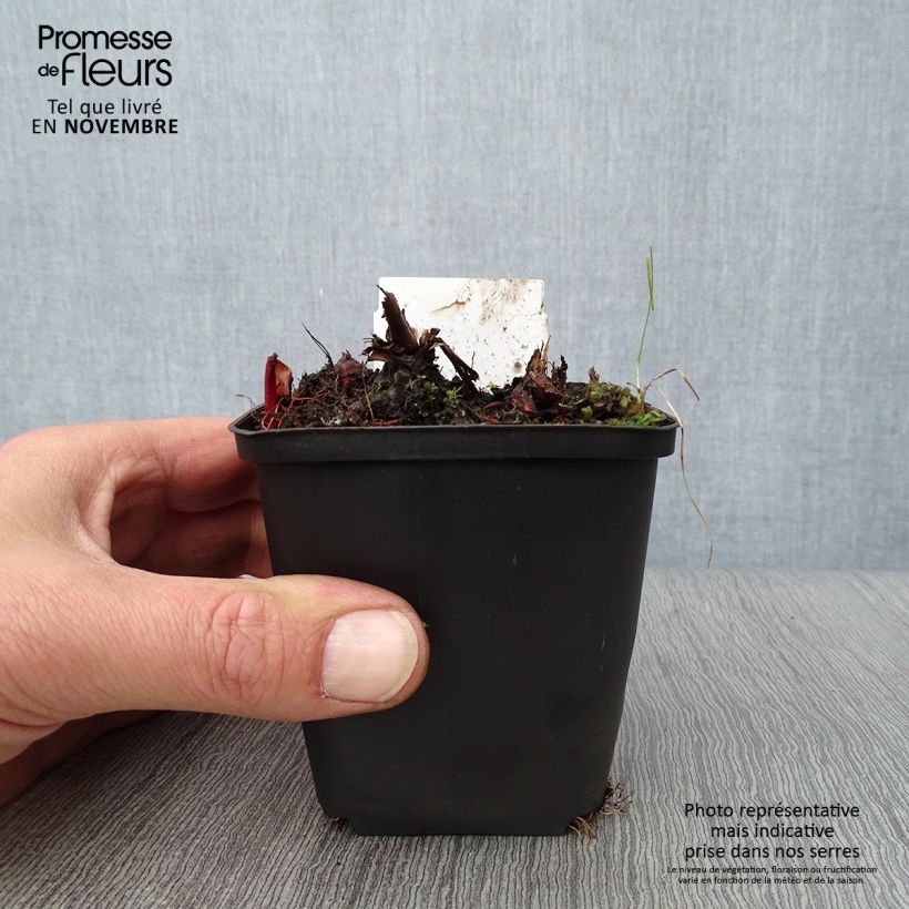 Ejemplar de Filipendula rubra Venusta Maceta de 8/9 cm entregado en otoño