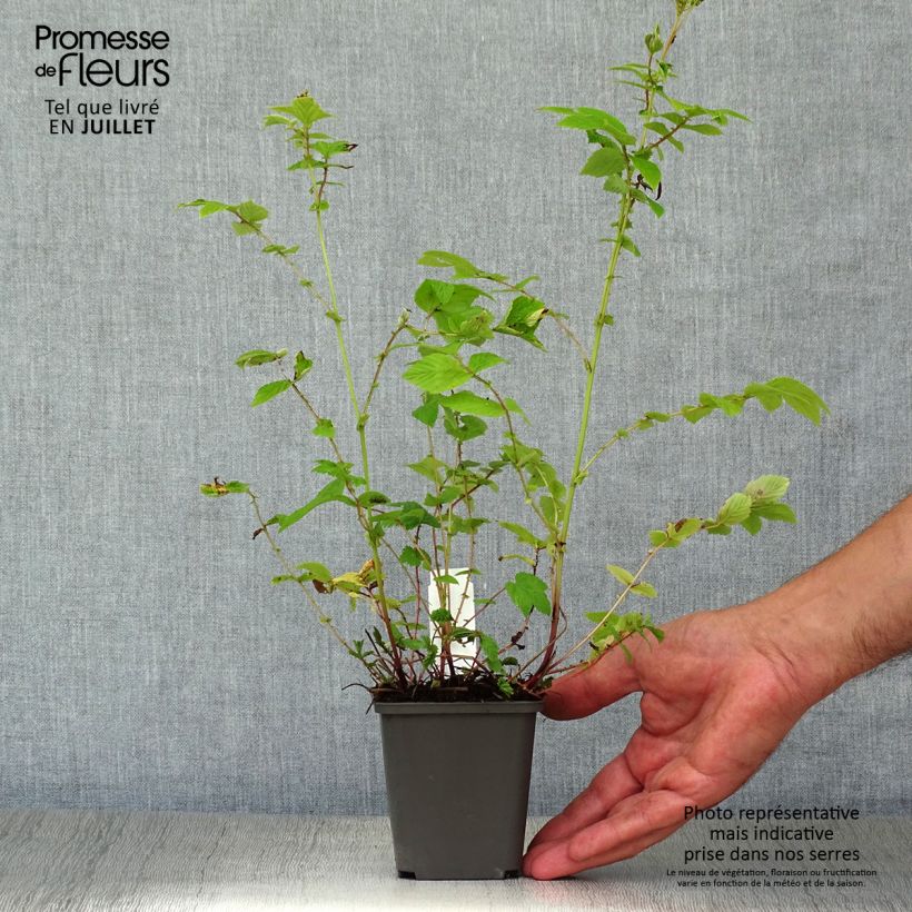 Ejemplar de Filipendula ulmaria Aurea - Reine des prés Godet de 8/9 cm entregado en verano