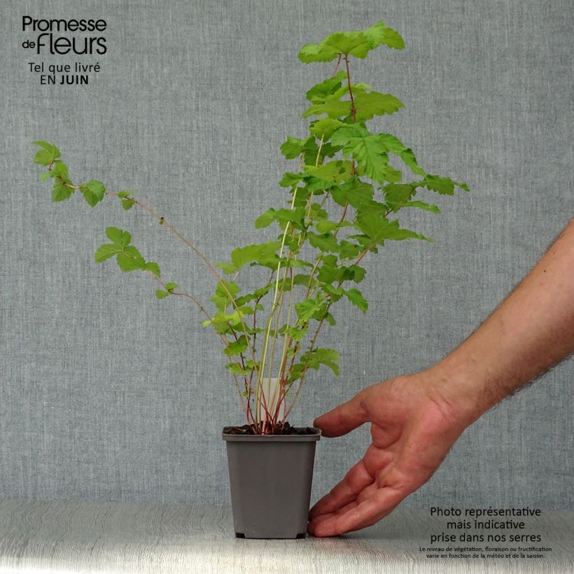 Ejemplar de Filipendula ulmaria Plena - Reine des prés Godet de 8/9 cm entregado en verano