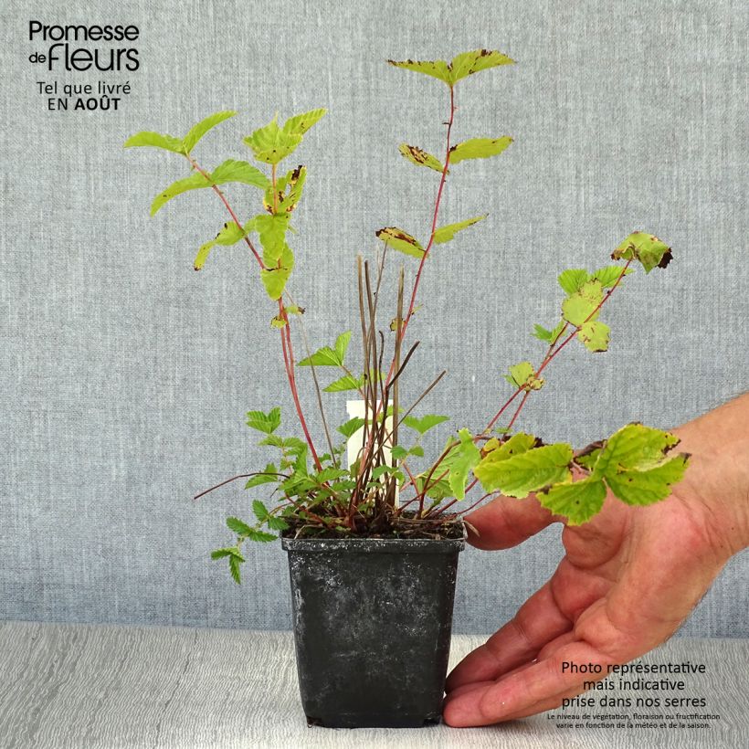 Ejemplar de Filipendula ulmaria - Reina de los prados Maceta de 8/9 cm entregado en verano
