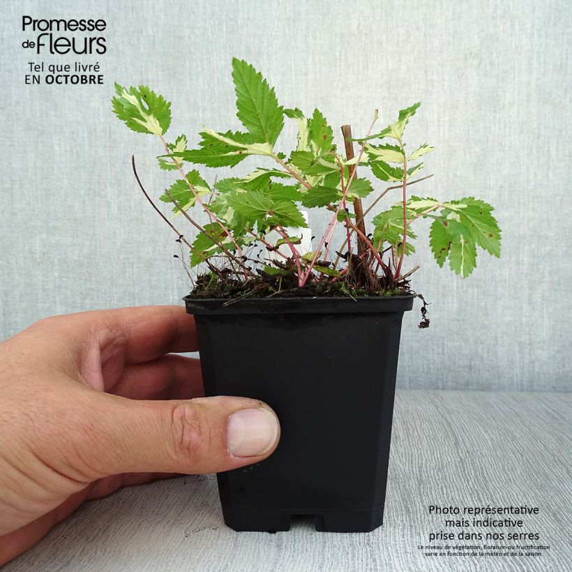Ejemplar de Filipendula ulmaria Variegata Maceta de 8/9 cm entregado en otoño