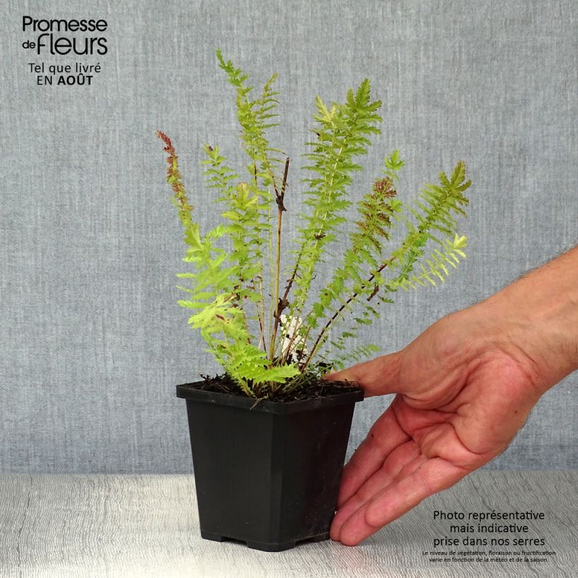 Ejemplar de Filipendula vulgaris - Reina de los prados Maceta de 8/9 cm entregado en verano