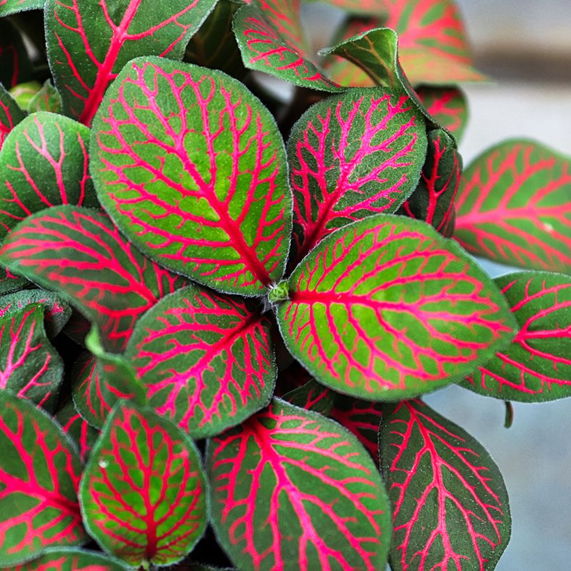Fittonia Joly Josan Red (Follaje)