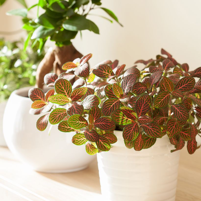 Fittonia Joly Josan Red (Porte)