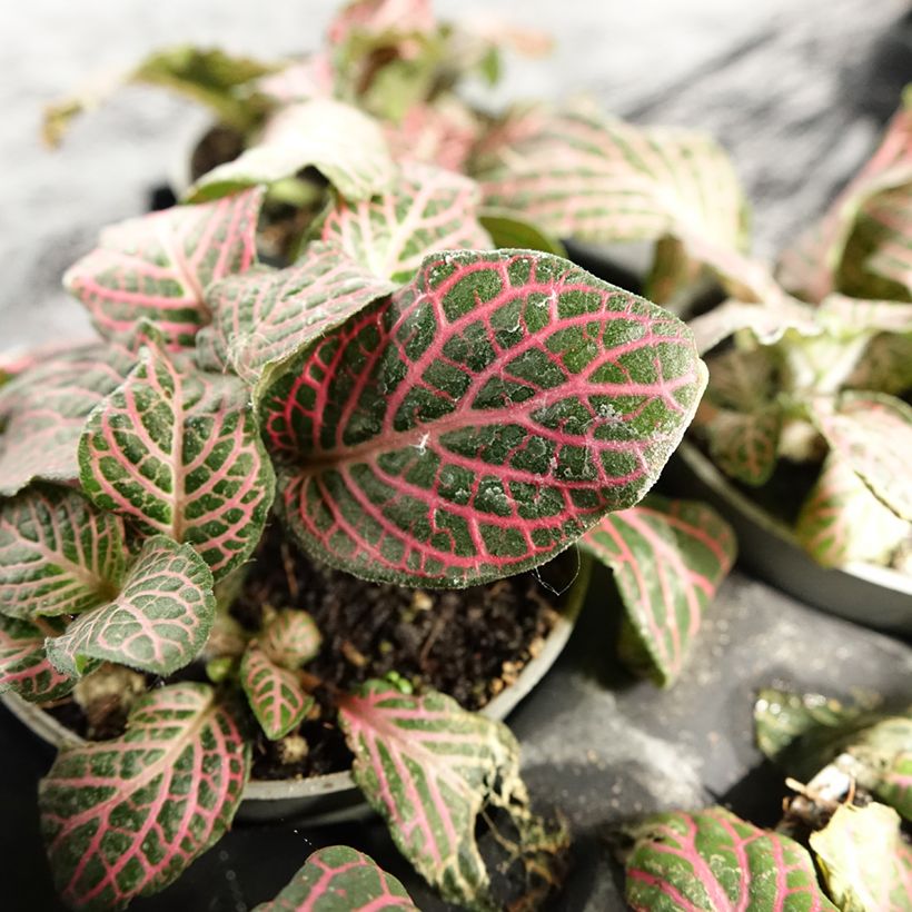 Fittonia Pink Special (Follaje)