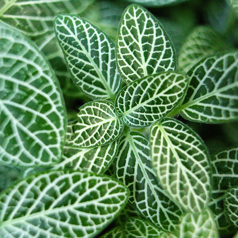 Fittonia Mini White (Follaje)