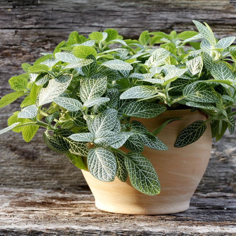 Fittonia Mini White (Porte)