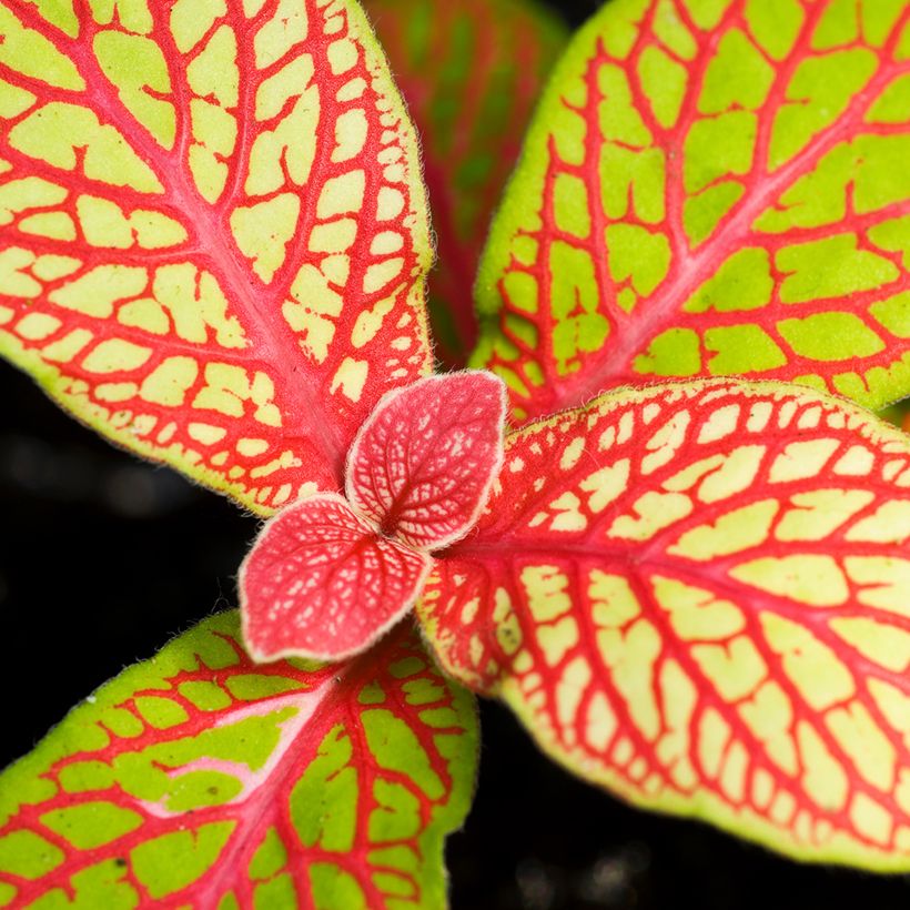 Fittonia Skeleton (Follaje)