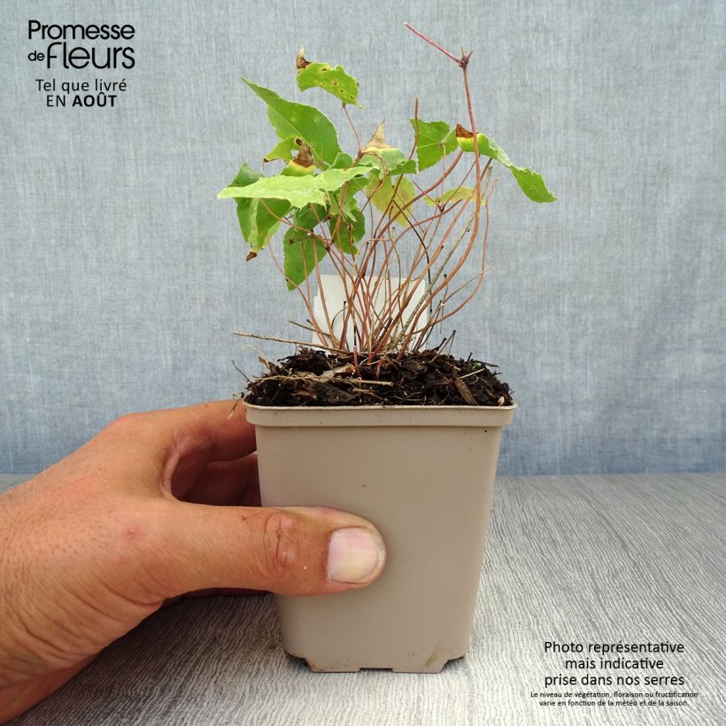 Ejemplar de Epimedium Amber Queen Maceta de 8/9 cm entregado en verano