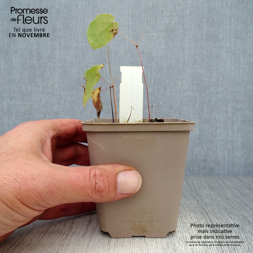 Ejemplar de Epimedium Domino Maceta de 8/9 cm entregado en otoño