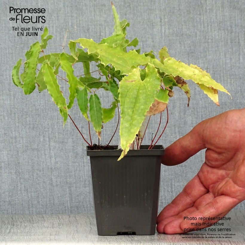 Ejemplar de Epimedium Sphinx Twinkler Maceta de 8/9 cm entregado en verano