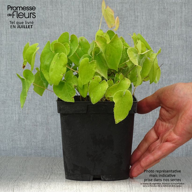 Ejemplar de Epimedium pubigerum Orangekönigin Maceta 2L/3L entregado en verano