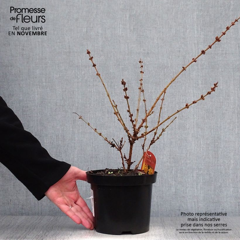 Ejemplar de Forsythia intermedia Mêlée d'Or Maceta 3L/4L entregado en otoño