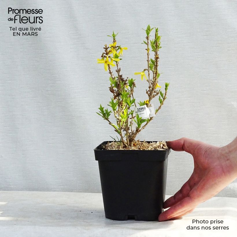 Forsythia intermedia Nimbus Maceta 2L/3LAltura de entrega aprox. 20/30cm Ejemplar entregado en invierno