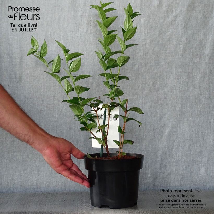 Ejemplar de Abeliophyllum distichum - Forsitia blanca Maceta 2L/3LAltura de entrega aprox. 40/60cm entregado en verano