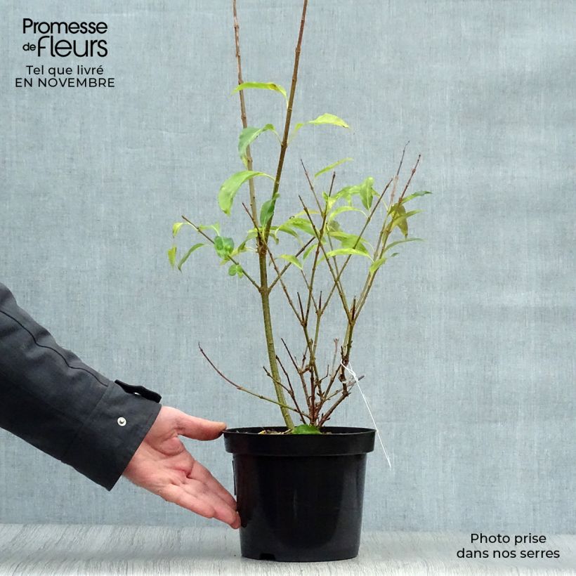 Ejemplar de Forsythia intermedia Spectabilis Maceta 2L/3L entregado en otoño