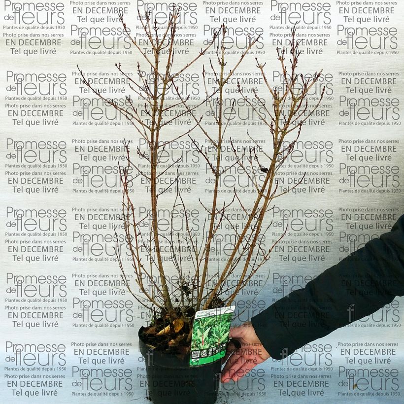 Ejemplo de ejemplar de Forsythia koreana Kumsun Maceta 3L/4L tal y como se entrega