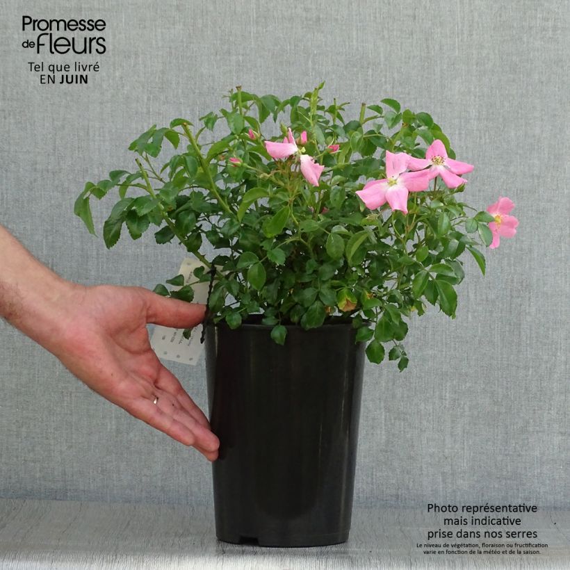 Ejemplar de Rosal Rigo Rosen Fortuna Maceta 2L/3L entregado en verano