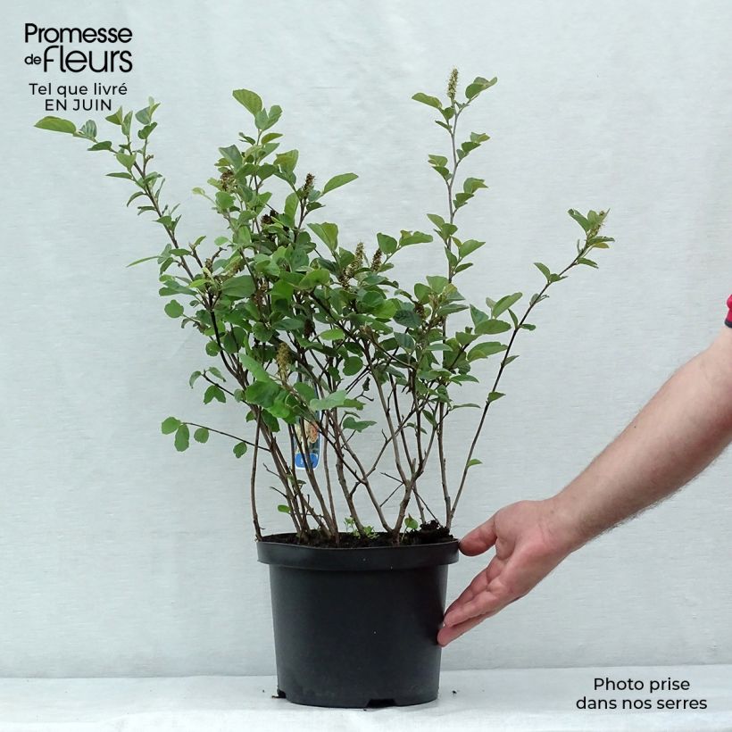 Ejemplar de Fothergilla gardenii Maceta 3L/4L entregado en verano
