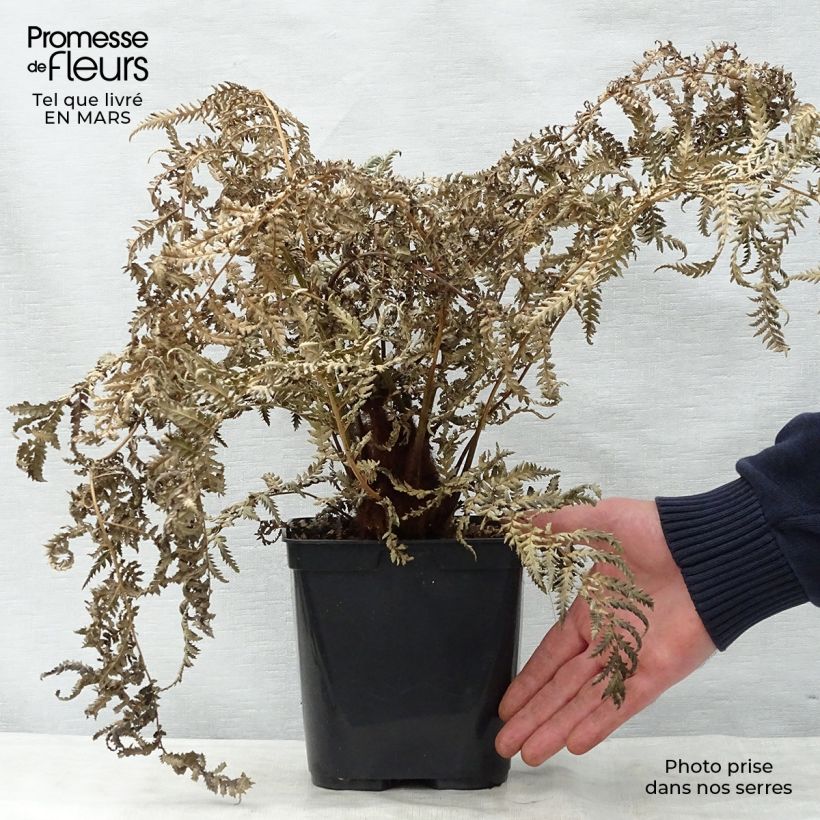 Dicksonia fibrosa - Helecho arborescente Maceta 3L/4LAltura de entrega aprox. 50/60cm Ejemplar entregado en la primavera