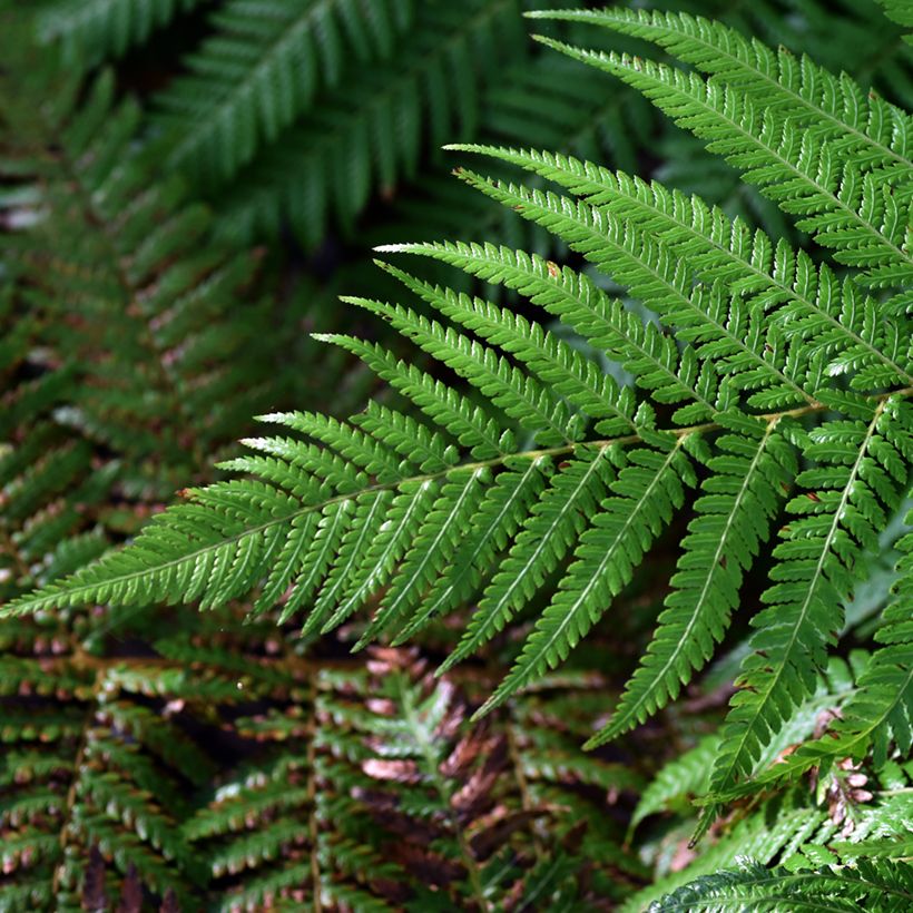 Dicksonia fibrosa - Helecho arborescente (Follaje)