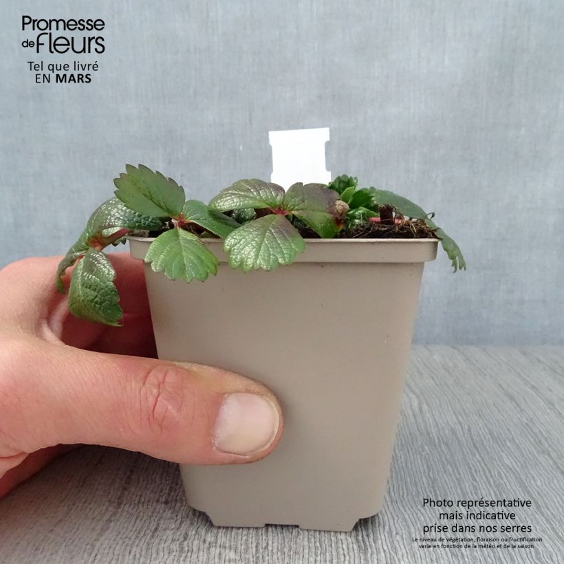 Frutilla chilena - Fragaria chiloensis Maceta de 8/9 cm Ejemplar entregado en la primavera