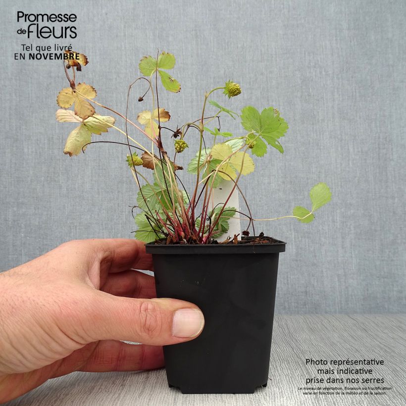 Ejemplar de Fresa Alexandria Maceta de 8/9 cm entregado en otoño
