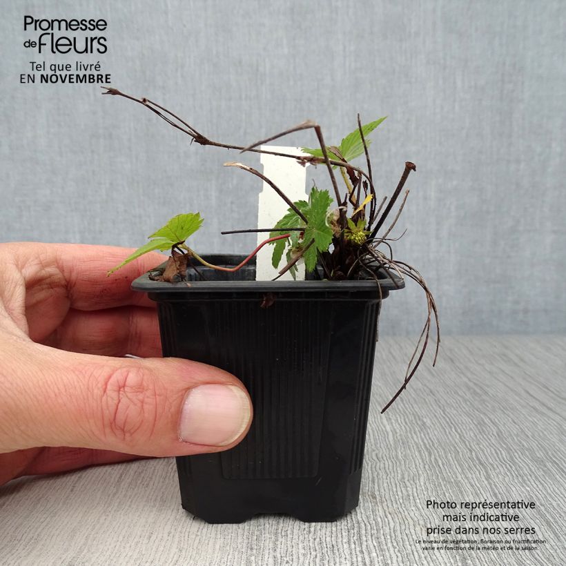 Ejemplar de Fresa salvaje - Fragaria vesca Maceta de 8/9 cm entregado en otoño