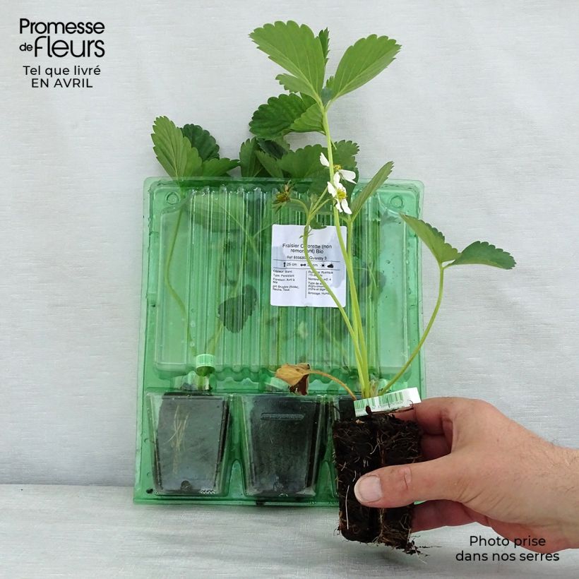 Fresa Ciflorette Bio cepellón de 5 cm x 7 cmAltura de entrega aprox. 5/10cm Ejemplar entregado en la primavera