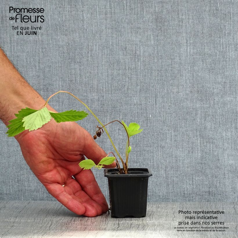 Ejemplar de Fresa Ciflorette Maceta de 7/8 cm entregado en verano