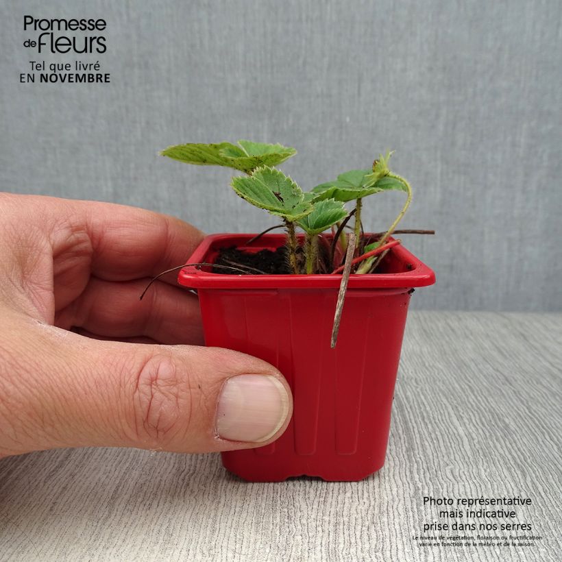 Ejemplar de Fresa Cijosée Maceta de 7/8 cm entregado en otoño