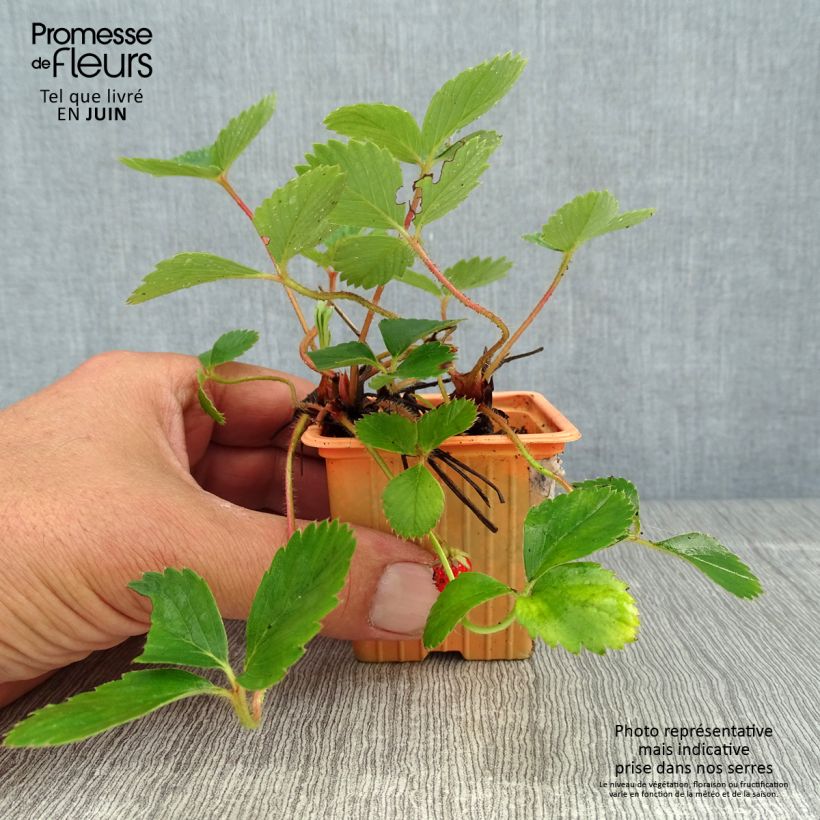 Ejemplar de Fresa Cirafine Maceta de 7/8 cm entregado en verano