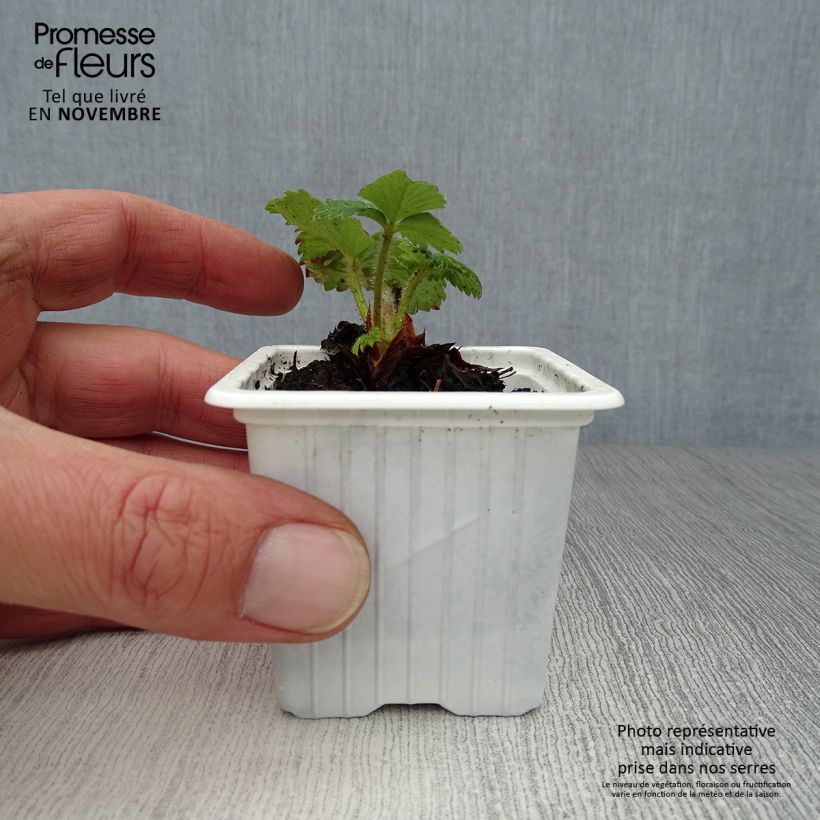 Ejemplar de Fresa Cirano Maceta de 7/8 cm entregado en otoño