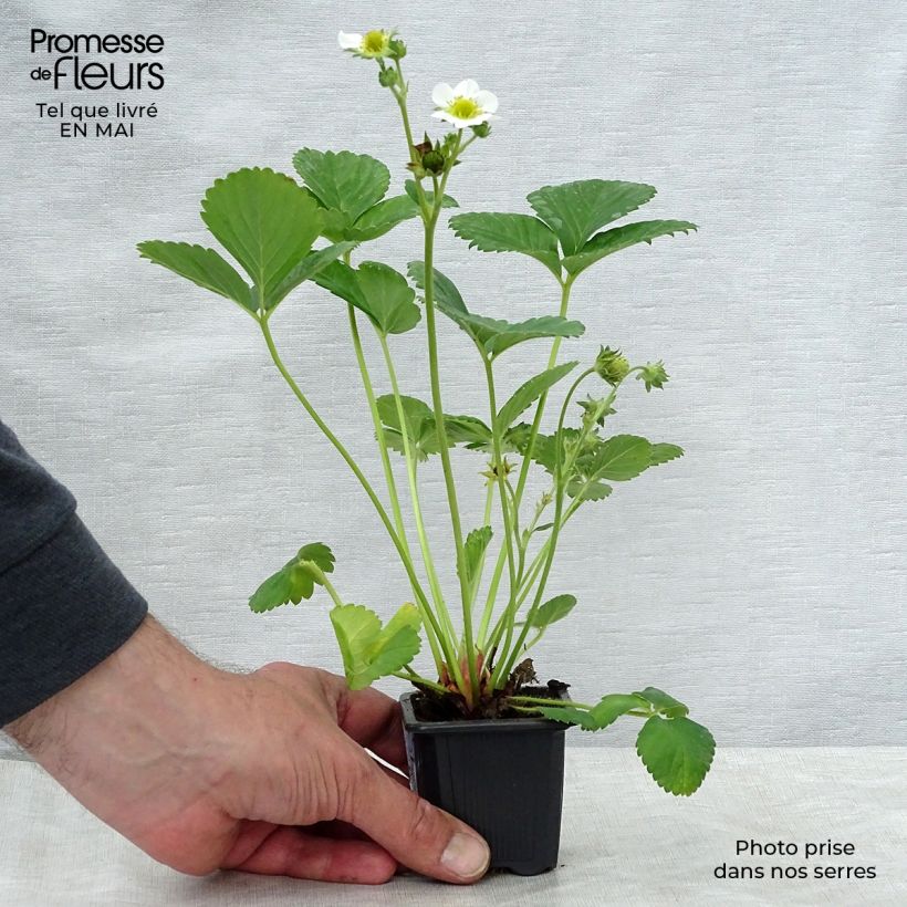Fresa Gento Maceta de 7/8 cm Ejemplar entregado en la primavera