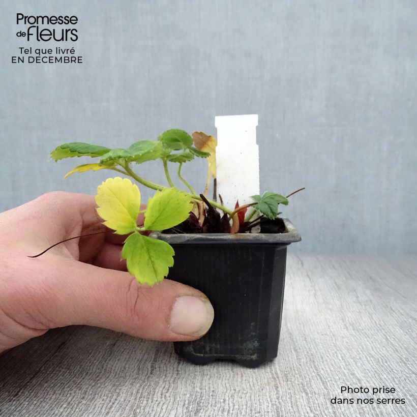 Fresa Gento Maceta de 7/8 cm Ejemplar entregado en invierno