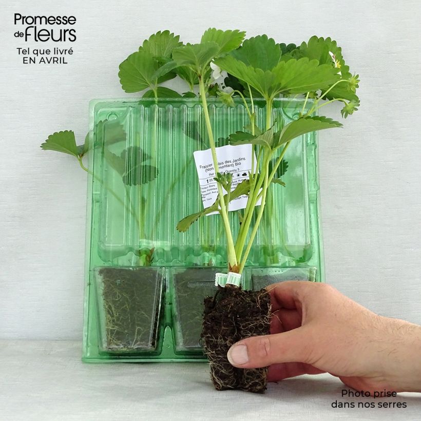 Fresa Rubis des Jardins cepellón de 5 cm x 7 cm Ejemplar entregado en la primavera
