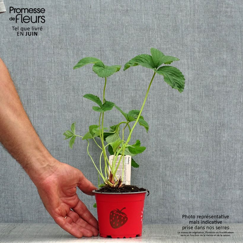 Ejemplar de Fresa White Pineberry Maceta de 8/9 cm entregado en verano