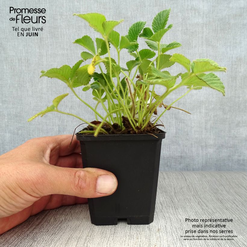 Ejemplar de Fragaria nubicola Mont Omei Maceta de 8/9 cm entregado en verano
