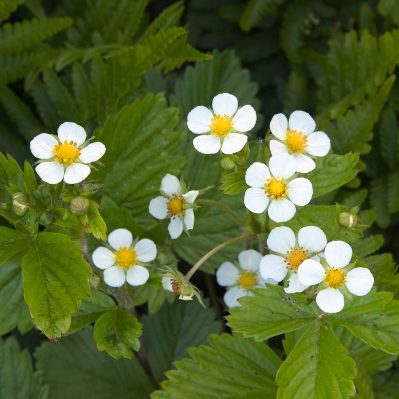 Fresa de las 4 estaciones - Fragaria vesca (Floración)