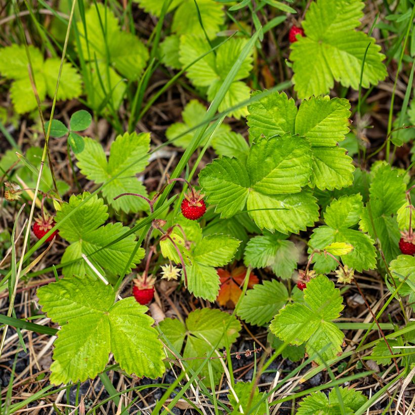 Fresa de las 4 estaciones - Fragaria vesca (Porte)