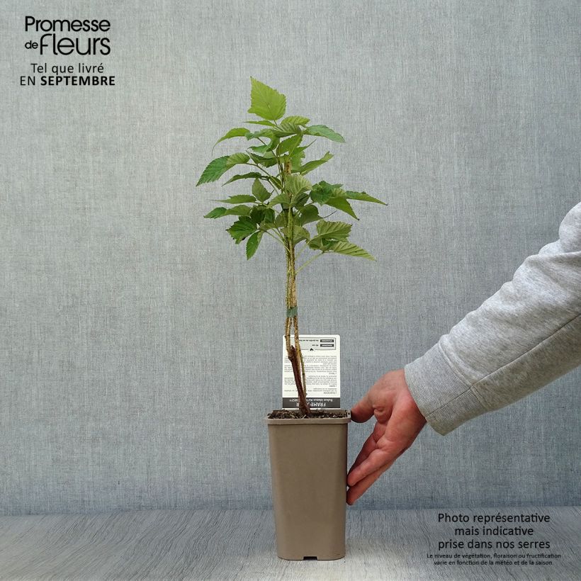 Ejemplar de Frambuesa Autumn First Maceta 1,5L/2L, Formación arbustiva entregado en otoño